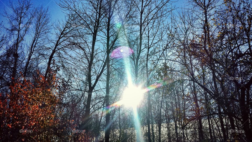 Lens flare in forest