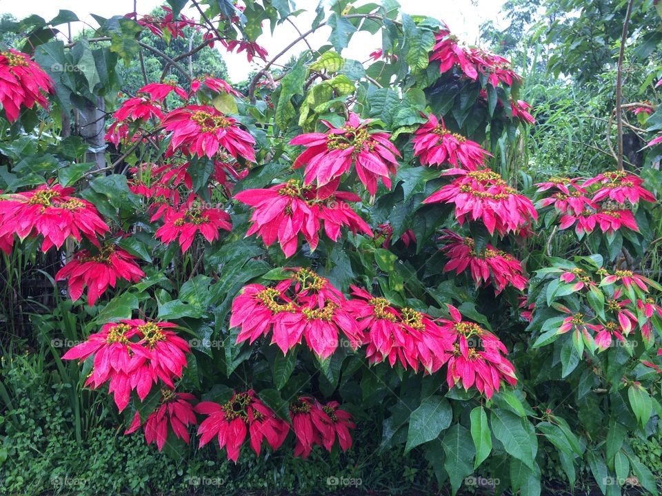 Christmas in May
Bali, Indonesia 