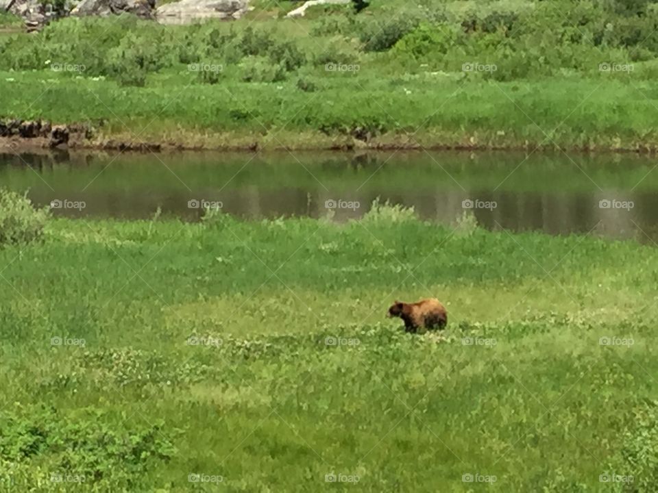 A Grizzly Outing