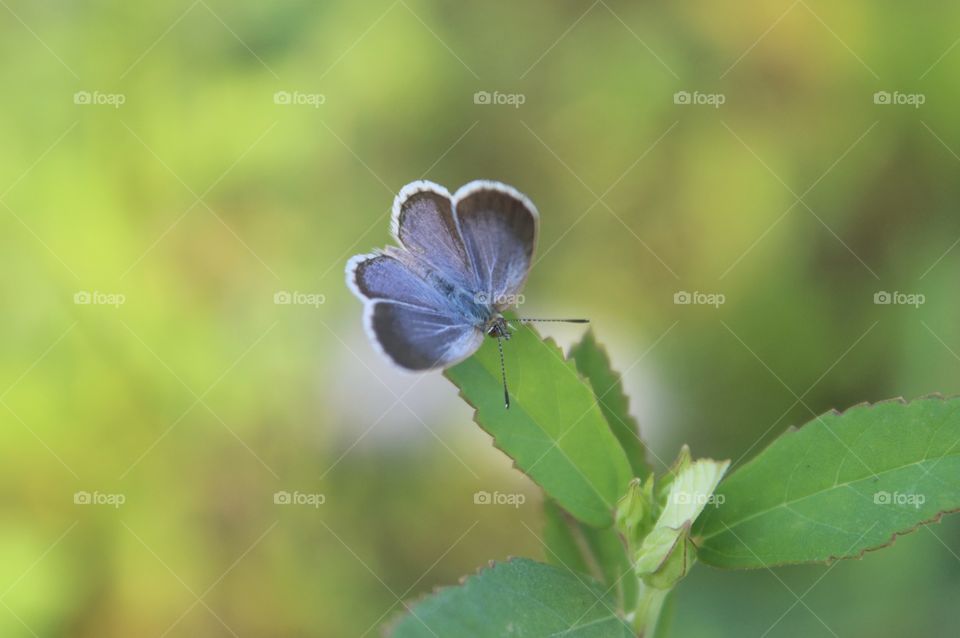 little butterfly, pale grass blue