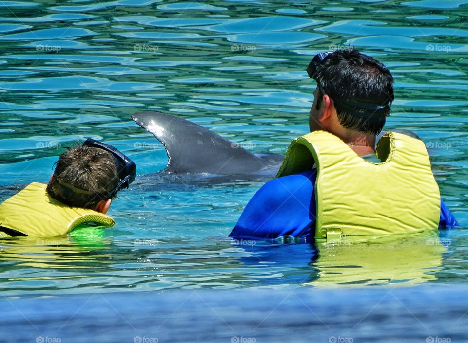 Swimming With Dolphins