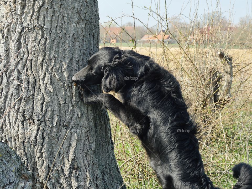 Dog sniffing treats  at tree trunk