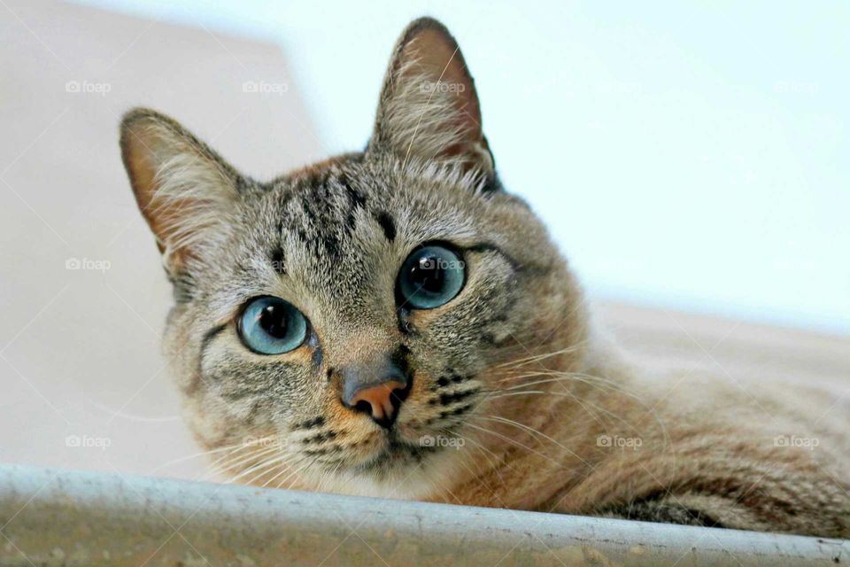 Curious cat with blue eyes