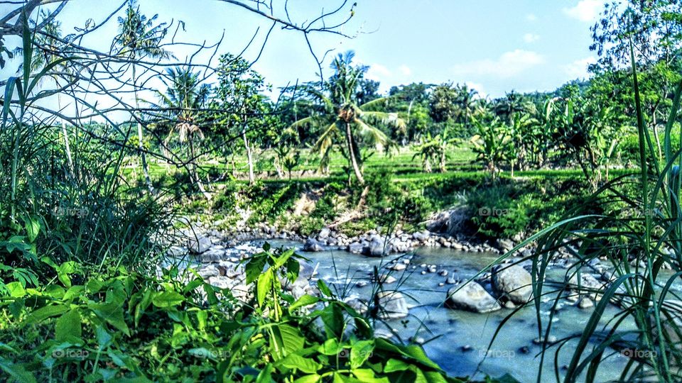 River and rice fields