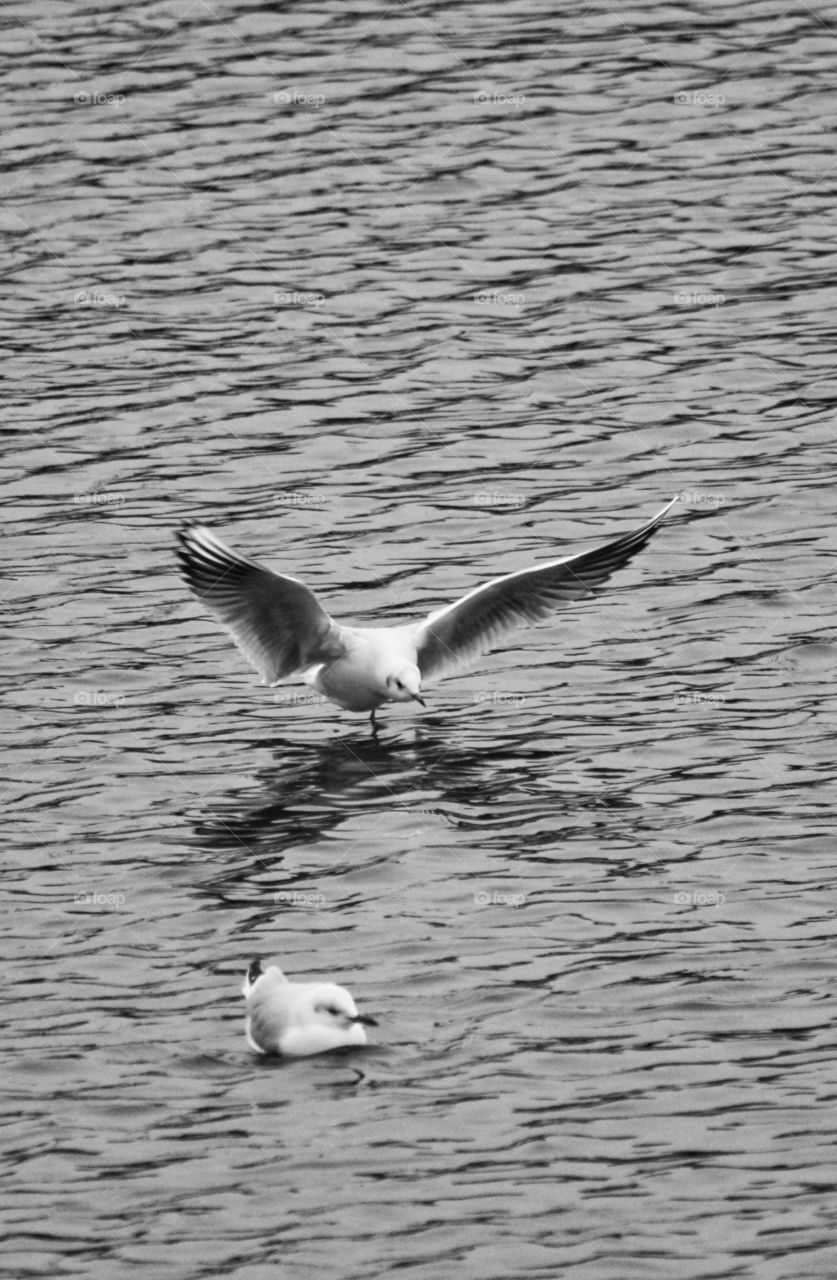 Black headed gull landning