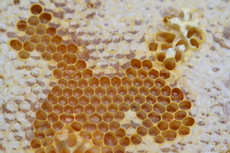 Raw Honey Comb