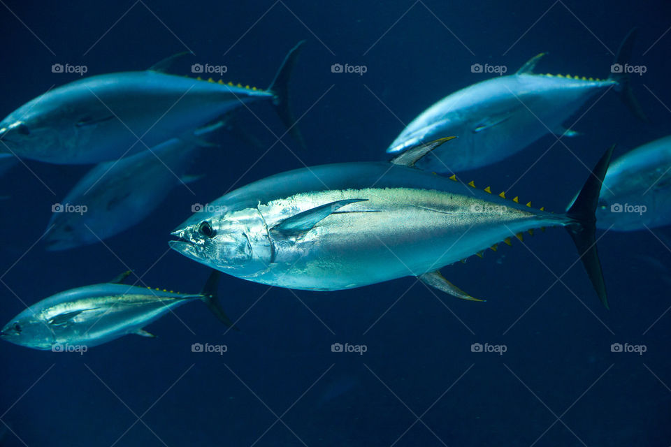 ocean blue fish sea by gene916