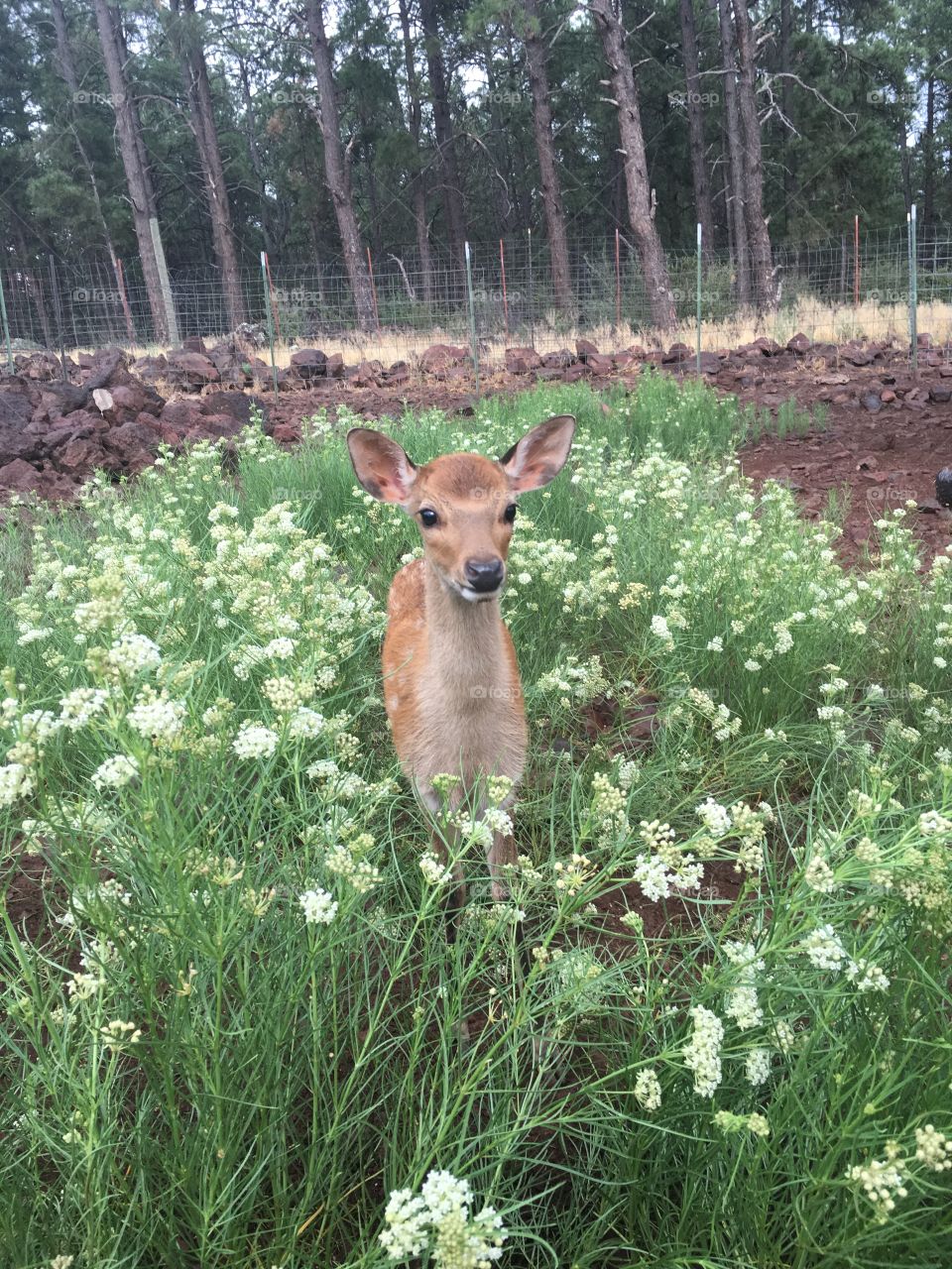 bamby. deer farm. Arizona