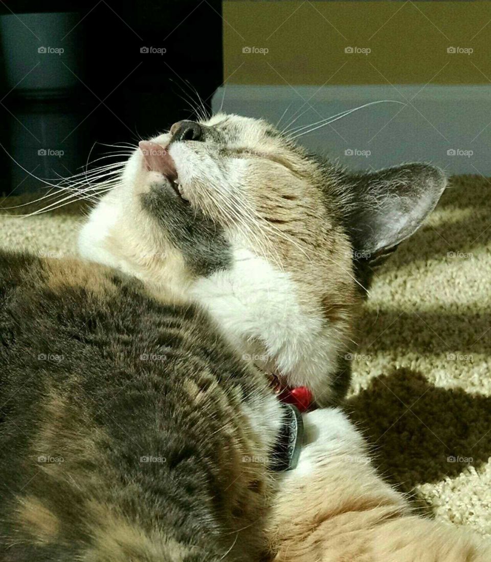 Preening in the sunshine