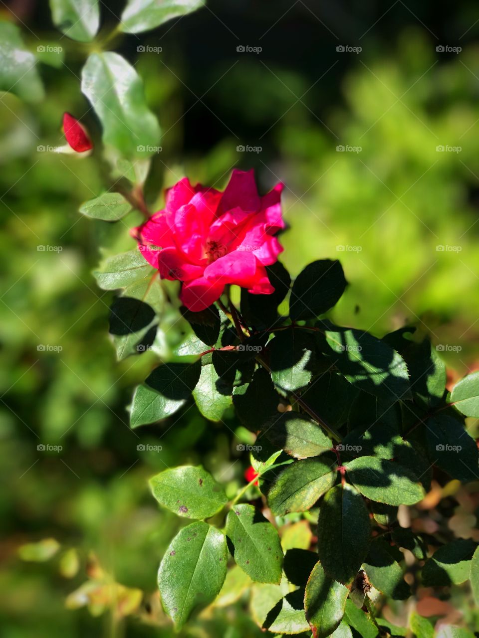 Fall Rose