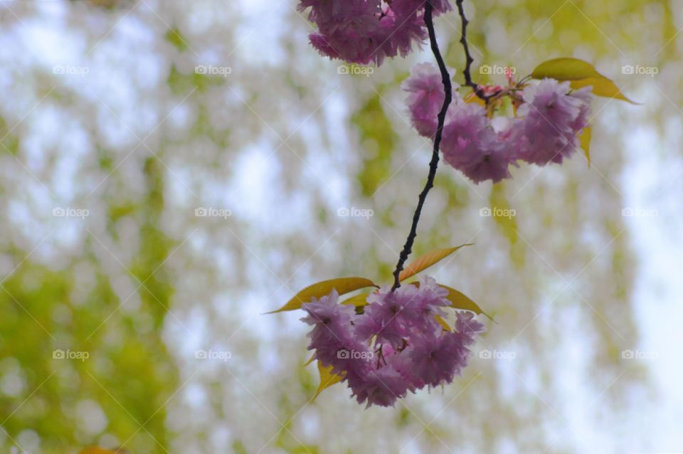 flowers in macro