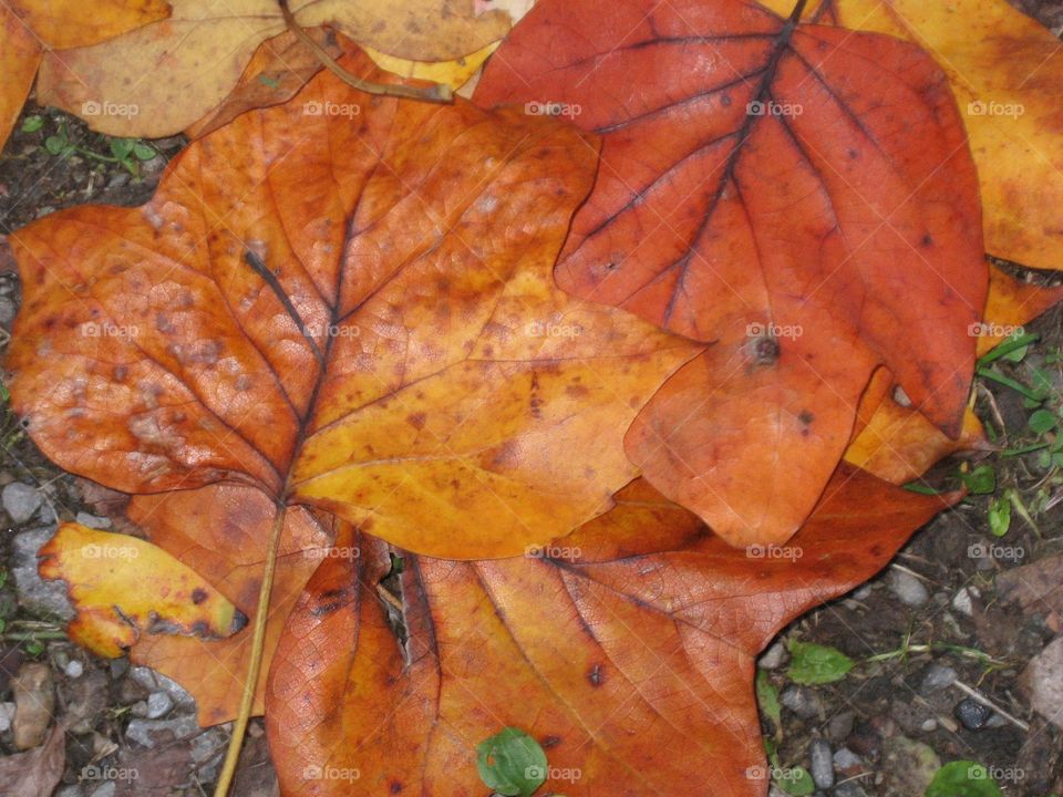 Rain Soaked Orange Leaves of Fall