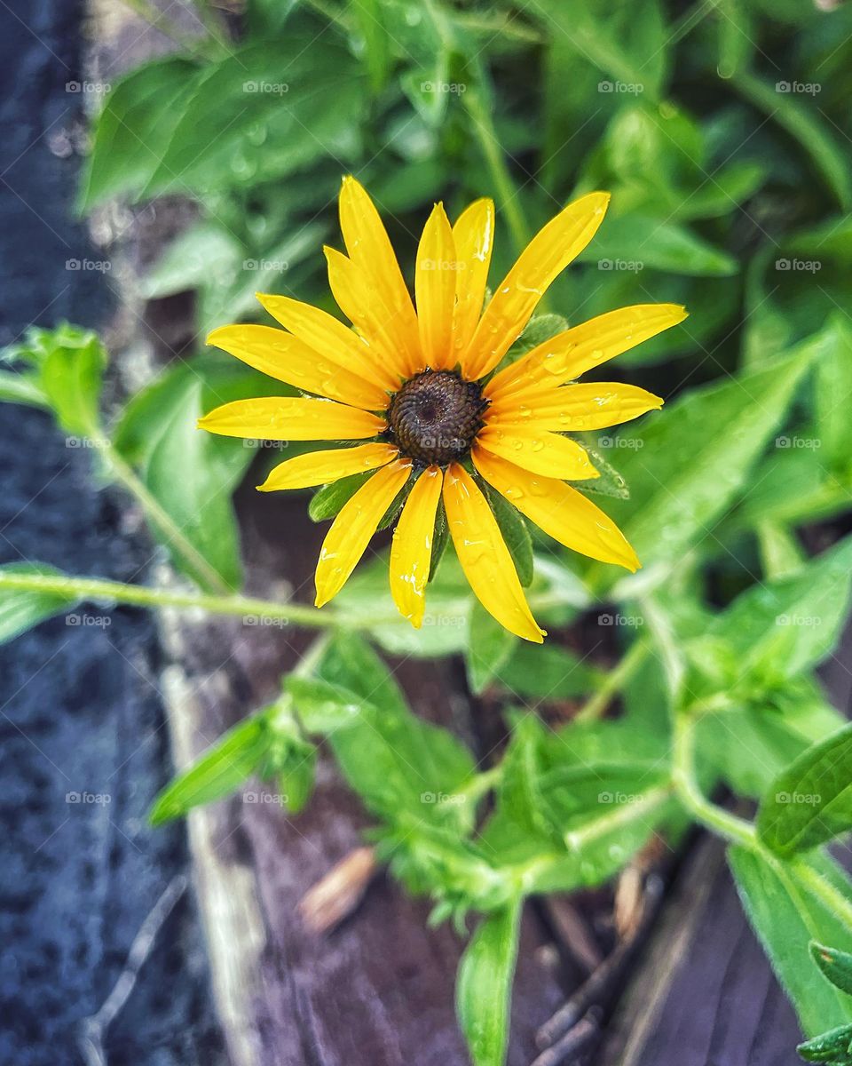 Water droplets on a Black Eyed Susan flower 