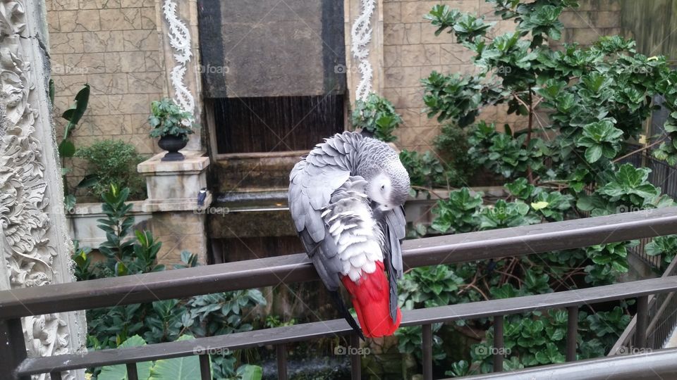 It's cleaning time for this bird