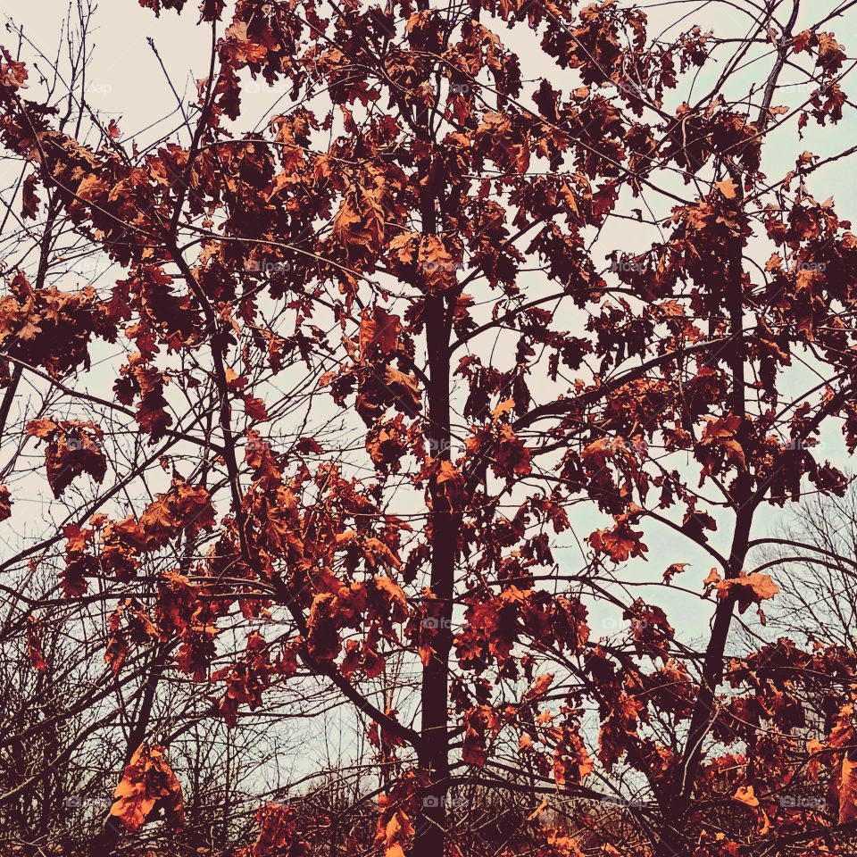Last year's leaves