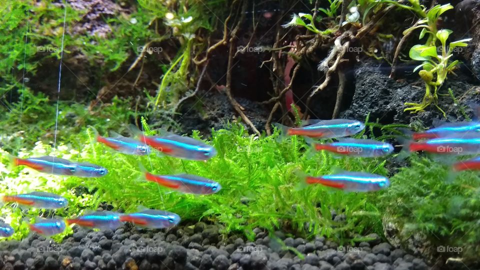 Little Fishes On Aquarium