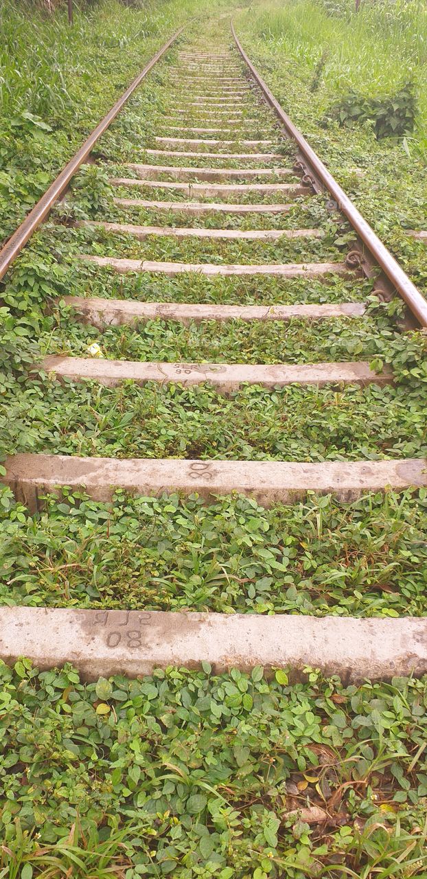 beautiful railway occupied by nature
