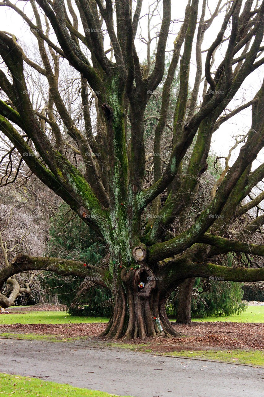 Ominous tree