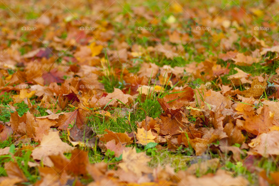 Fall leaves 