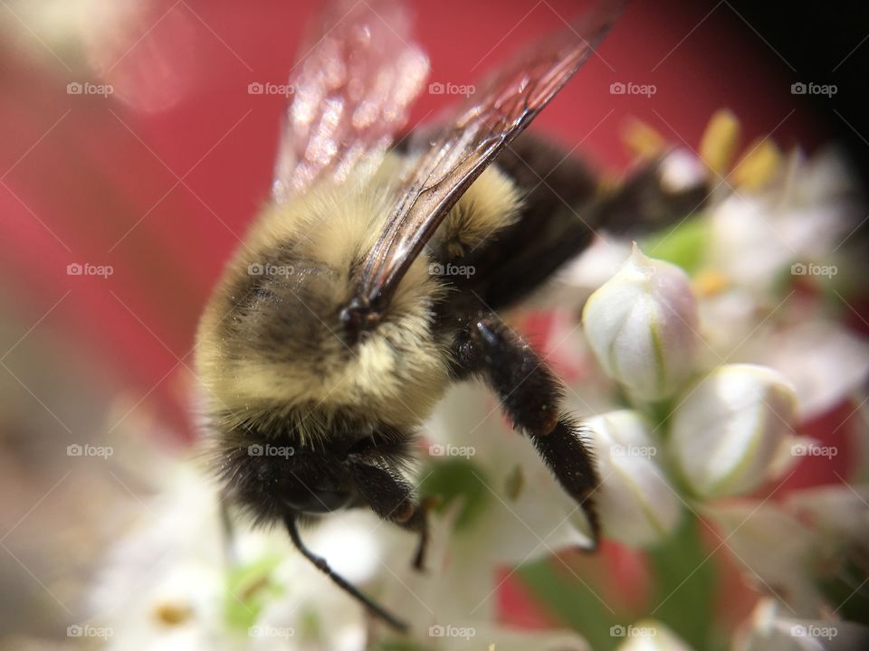 Bee on white flower before red house