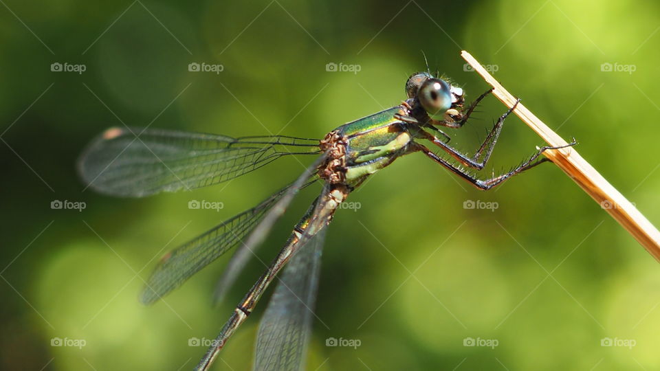 Dragonfly