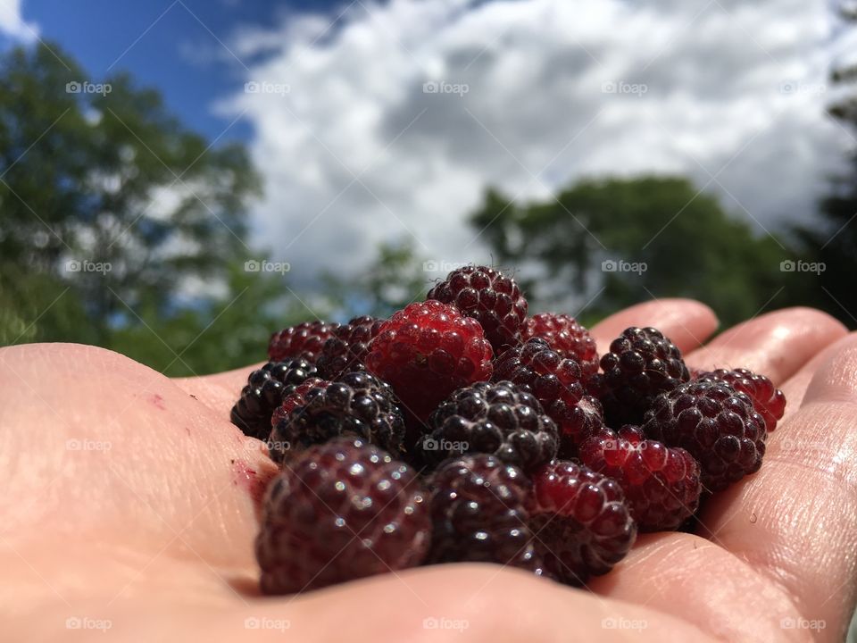 A human holding blackberries