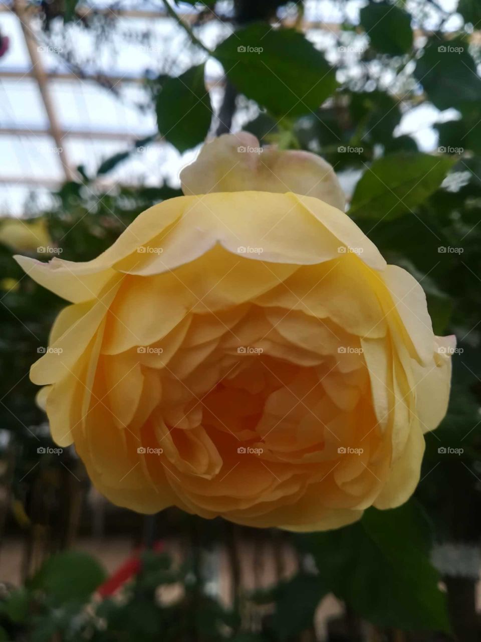 Rosa amarilla