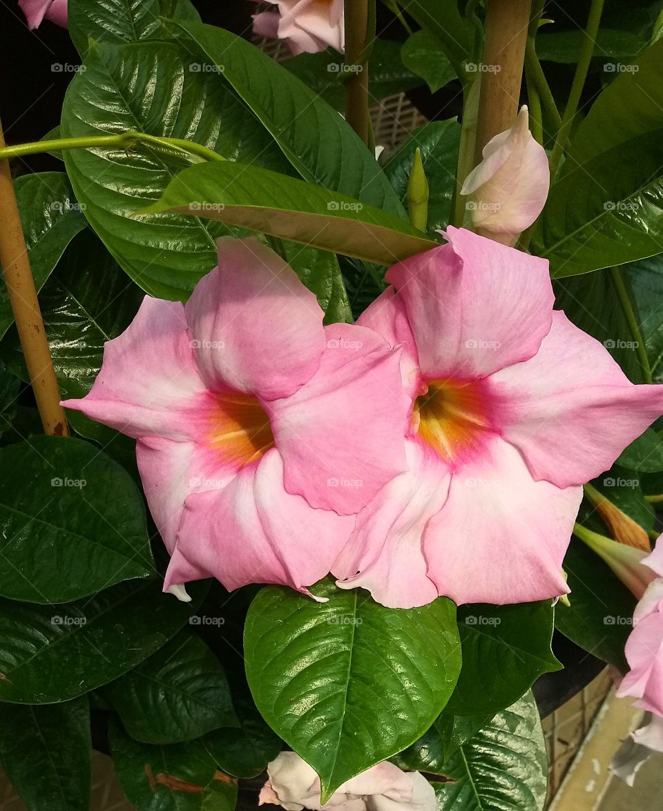two big pink flowers with red and yellow centers and big shiny leaves