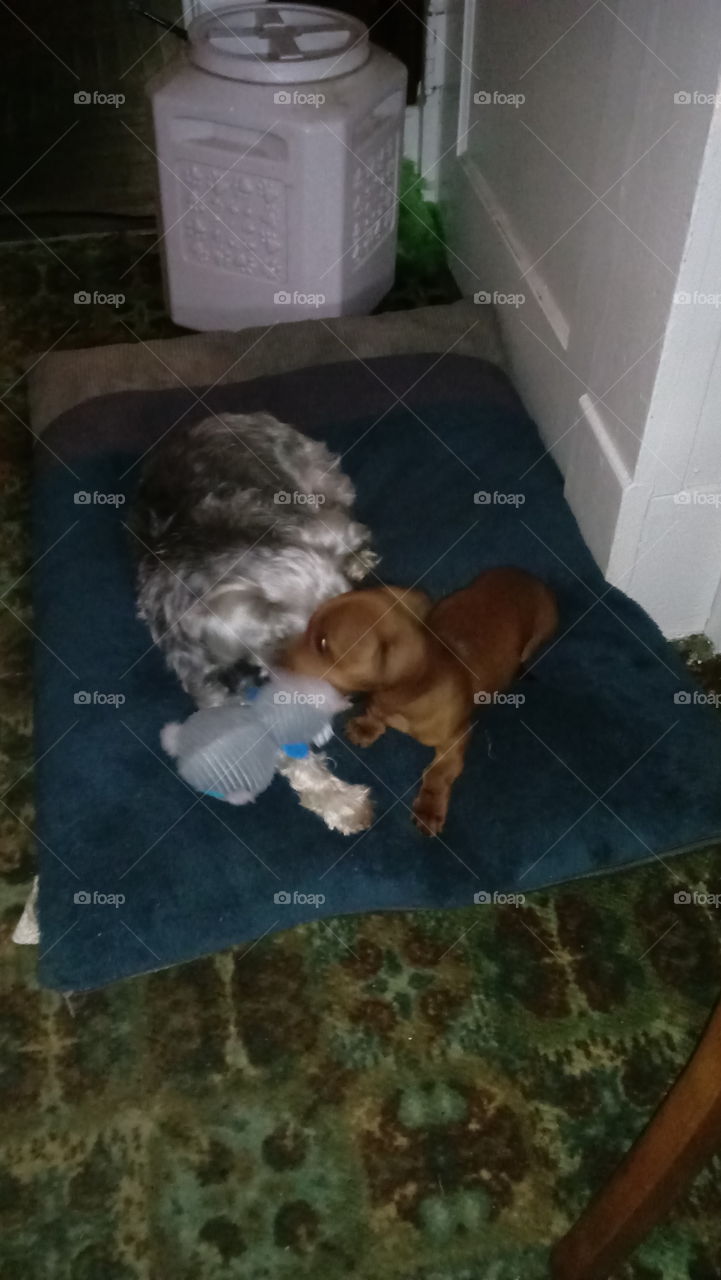 dog and puppy playing