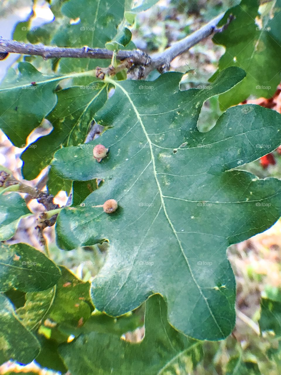 Oak leaf 