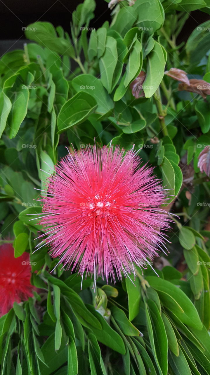 Fluffy pink flower