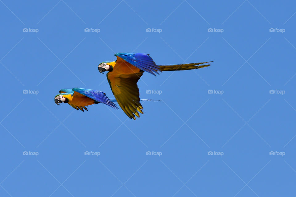 Shot in Tres Lagoas MS Brazil; Macaws flying.