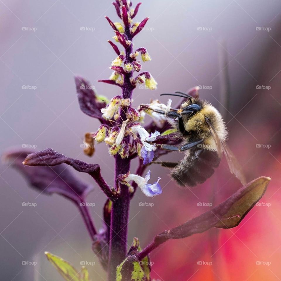 Bee