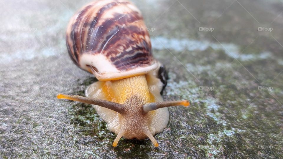 Snail antenna
