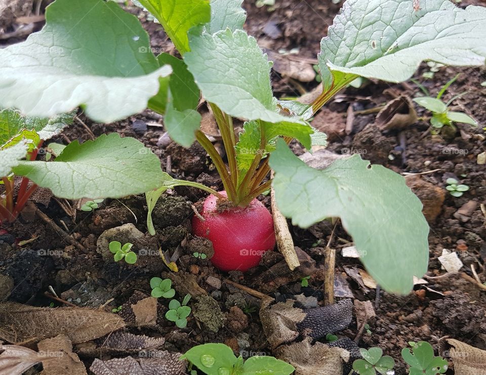 Radish in the vegetable garden