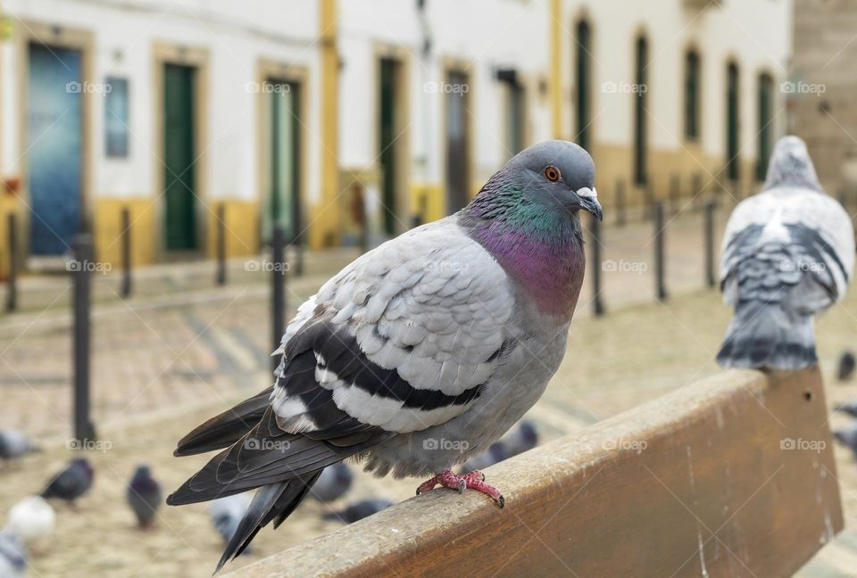 Pigeon on a wooden bench in Tomar, Portugal