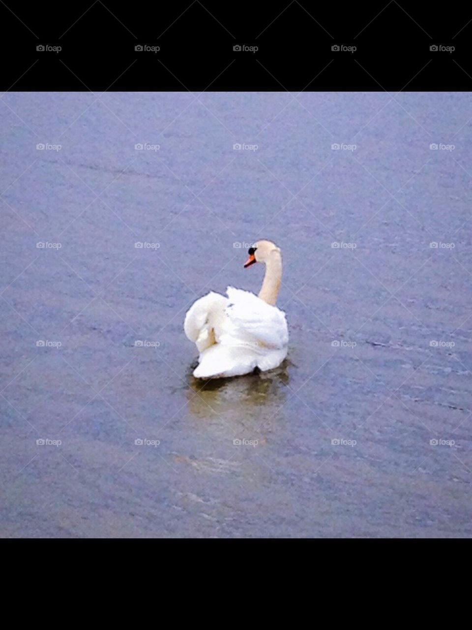 swan