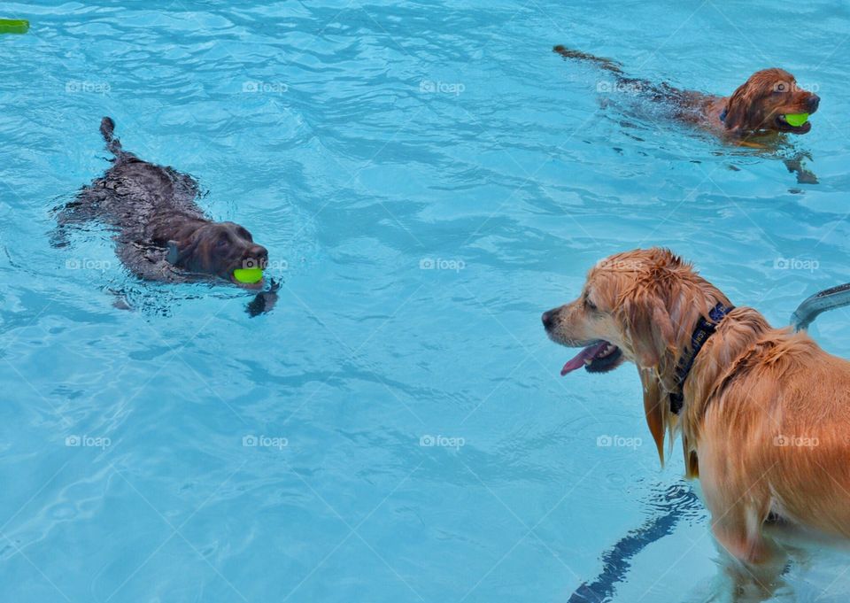 Dog swim