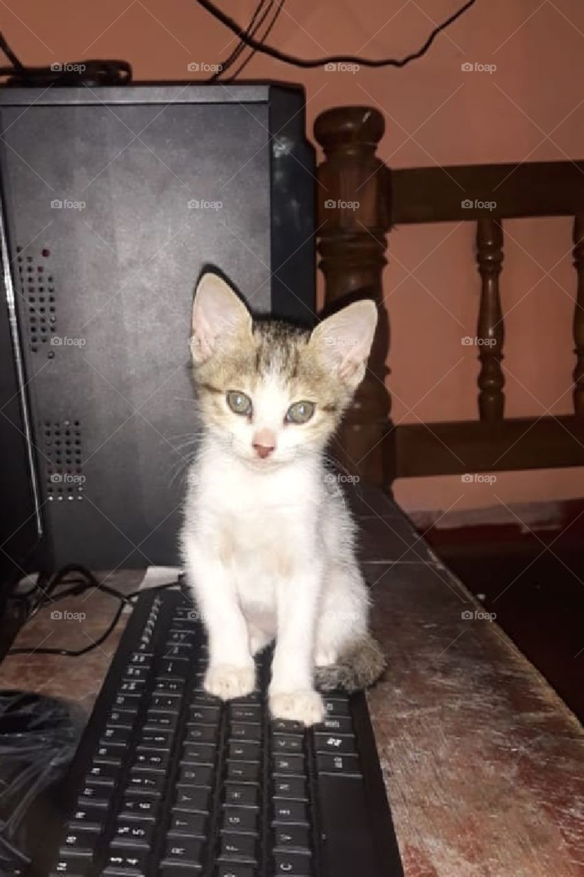 cat is using computer