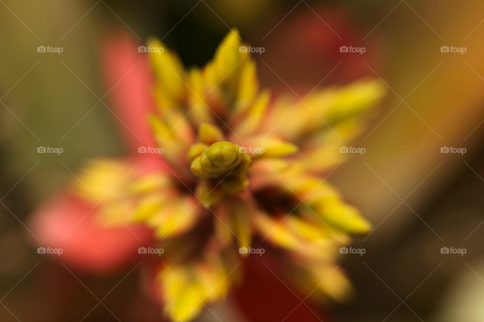 Flower Macro