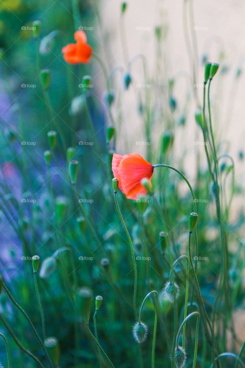 Red poppies. Red poppies