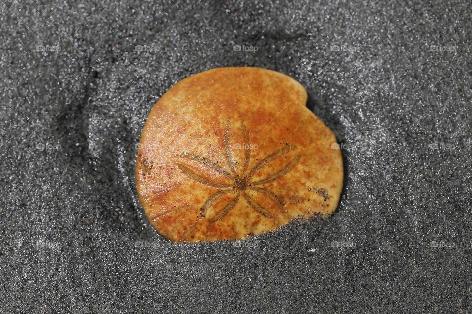 Sand Dollar
