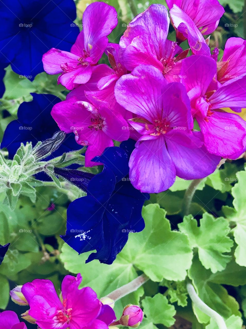 Pink and Blue Flowers