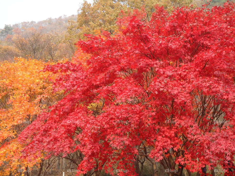 Colorful Autumn Leaves of the Maple Trees, South Korea