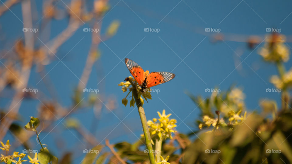 orange butterfly and a blue sky