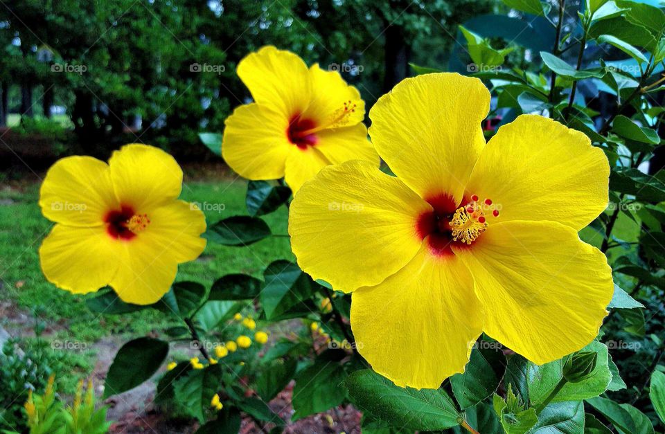 Close-up of tropical hibiscus flowers