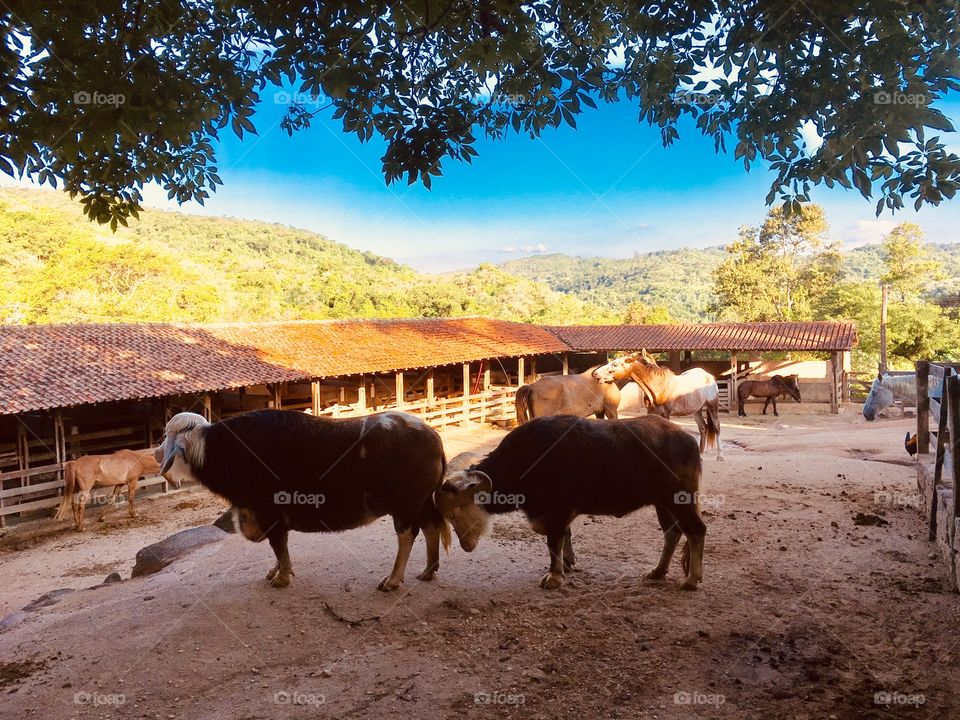 Os búfalos brasileiros na Serra da Ermida. Aliás, muçarela de leite de búfala é ótimo!