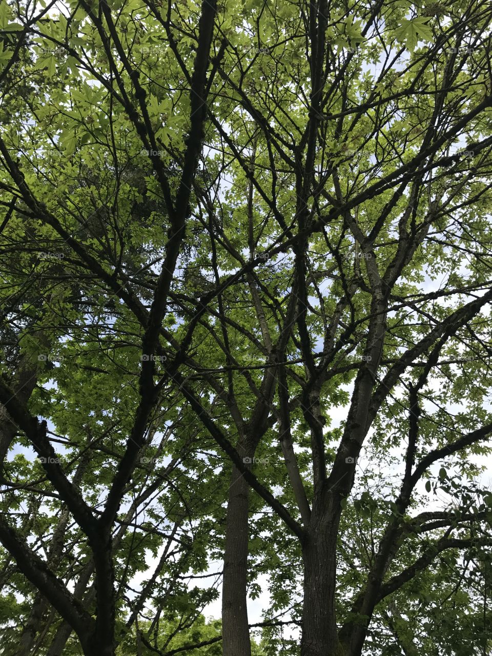 A tree I saw on the way home. When I looked up I thought the branches looked amazing.