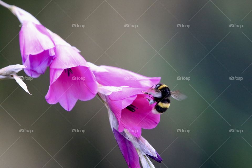 bumblebee on flower