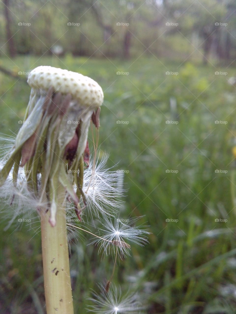 dandelion seeds